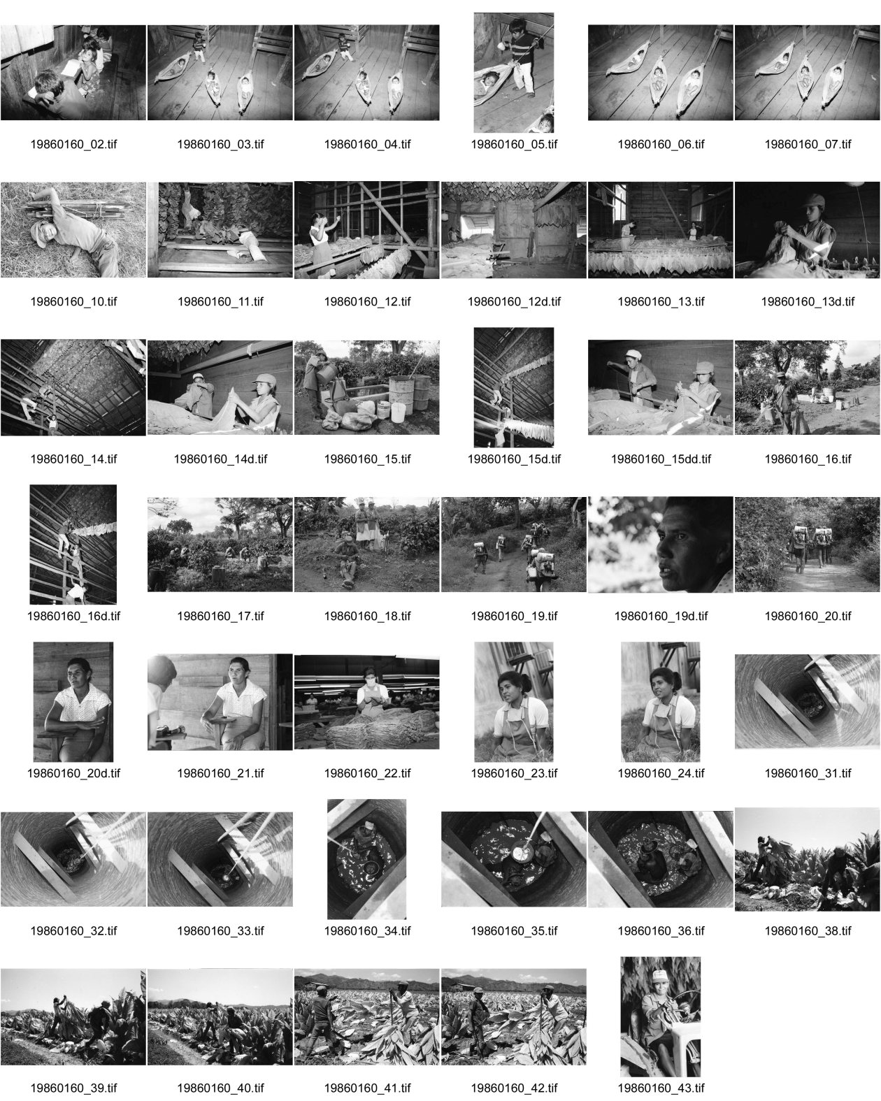 Image of sheet 19860160: Für den Fotoroman Folleto «Vamos» für die ATC muss ich viele Aufnahmen im Tabak und Kaffee machen. Die Frauen geben uns die Informationen
 über die momentanen Zustände in der Arbeit. Die Männer
 bespritzten die Kaffeeplantagen ungeschützt mit Pestiziden Diazinon AG 500 CH er Chemie. Es wurde sogar  nach dem Sprayen mittaggegessen. Ein Wasserbrunnen wird für die neue Frauen kooperative bei Esteli ausgehoben ein Mann und eine Frau arbeiten tief unten und heben Kessel für Kessel. Viele Kinder arbeiten im Tabakhaus wo die Blätter zum Trocknen und gären hoch oben aufgehängt werden. Eine Frau fährt den Traktor. Im Kindergarten von El Canton liegen die Kinder in Hängematten wie in kleinen Schiffchen. Der kleine Junge beschäftigt sich mit anstossen. Nicaragua 1986