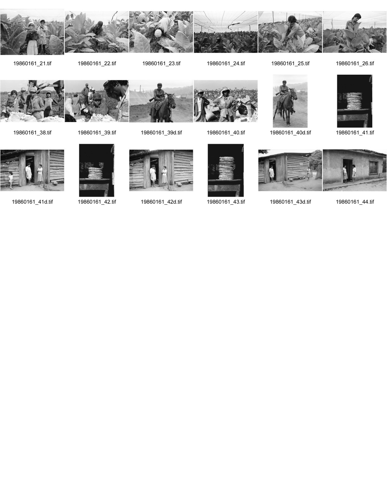 Image of sheet 19860161: frtsg. für ATC Reste der Filme liegen bei ATC. Copyright auch dort. Ein Berg frischgebackener Tortillas. Frauen und Männer bringen ihre vollen Baumwollsäcke zum wiegen. Gruppenbild. Tabak. Mann auf Pferd mit Waffe. AK 47. Milizionär . CDS. Defensa Sandinista. Eine Frau sticht wie eine Blume aus der Tabakpflanze. Die Bepflanzungen sind mit weissen Baumwollnezten überspannt. Zwei Kinder verdecken ihre Gesichter und stehen mitten im Feld. Für den Fotoroman posieren die Arbeiterinnen für mich vor ihrem Haus. Ein alter bewaffneter Sandinist auf einem Pony im Baumwollfeld. Nicaragua Jalapa 1986