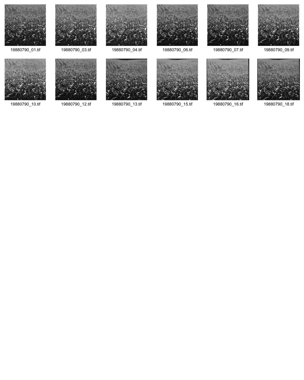 Image of sheet 19880790: Ich versuche im Bild präsent zu sein. Man sieht meine Beine, da ich auf dem Kopf stehe. Auch meine Hände sind auf dem Bild. Aber einige sind unscharf. 6 x 6 Hasselblad Schweiz Olivia Heussler Zürich Fällanden 1988 Mais feld corn field harvest Switzerland swiss farming ZHDK
my Hand in the cornfield