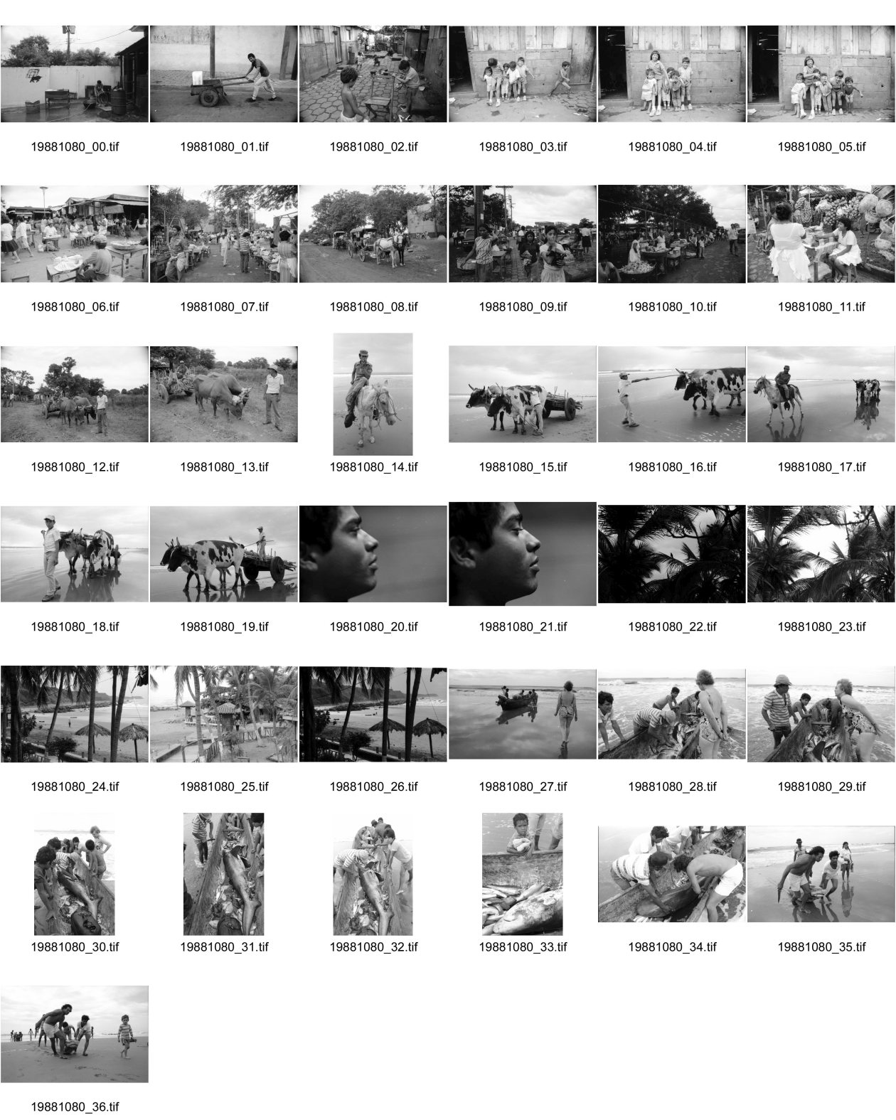 Image of sheet 19881080: Kindergruppe in Altagracia. Managua 1988 Meine Nachbarkinder. Einer springt nackt davon. Markt szene in Masaya. Frauen. Ochsengespann am Meer. (unscharf) José Quinonez von der Seite. Vogel in Palme. Strand am Pazifik. Ferien Bungalows. Fischer und Touristin. Fischerboot . Junge  Fischer ziehen den Haifisch an Land. Ochsenwagen Rosswagen Pferdewagen Pferde Ochsengespann am Meer. La Boquita Nicaragua 1988