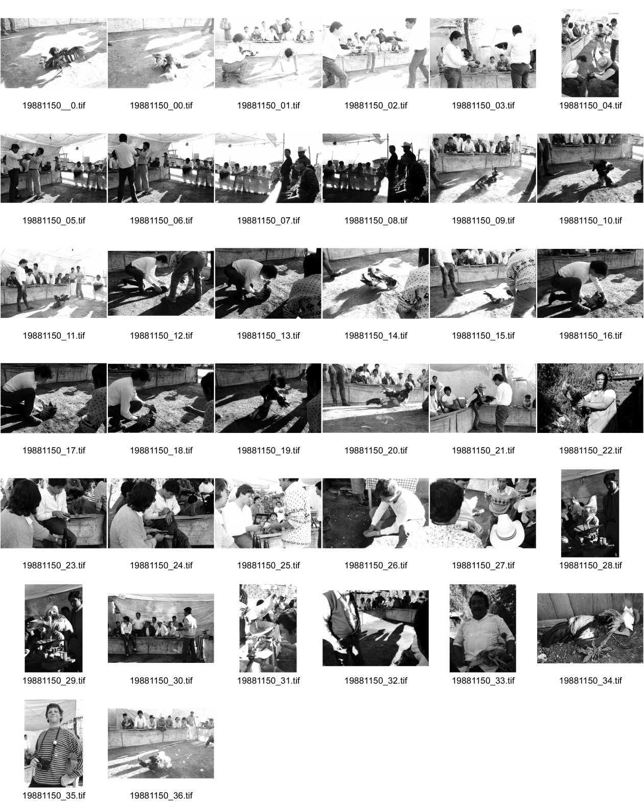 Image of sheet 19881150: frtsg. 881140 Portrait  Antonio Turok mit Kamera. Hahn im Licht wirft lange Schatten. Toter Hahn. Zuschauer im Ring.
San Cristobal de las Casas Chiapas Mexico 1988 Hahnenkampf 
At year-end, the cockfight is a widespread hard