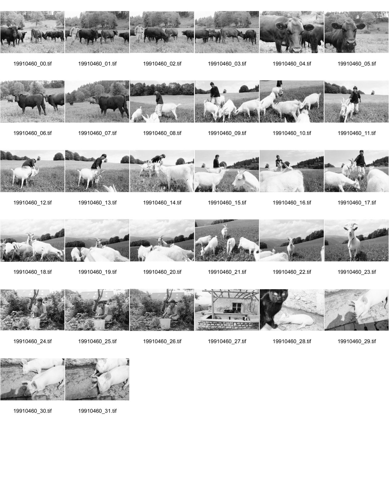 Image of sheet 19910460: Bio Bauernhof Cerniévillers Lydia Wespi mit den Ziegen auf dem Hof und im Garten Muttertierhaltung Kanton Jura
Mrs. Wespi is caressing her he goat who has got the luck to live in a nature related area. Together with the goats of the herd he goat Seppli ca spend most of his live outdoor and is a so called happy goat. The cheese of Happy goats has become a desired product in Swiss households as people are growing more critical to chemical supplements in food. 1991