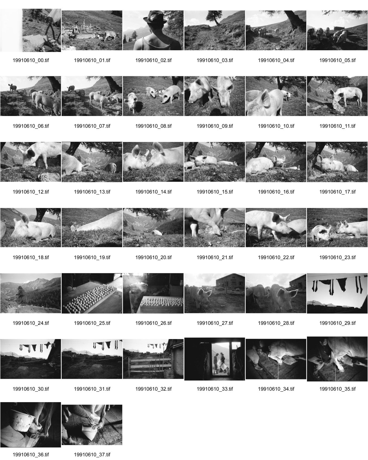 Image of sheet 19910610: Schweinehaltung bei Flo Martin Bienerth Käserei Andeer Weltmeister und Gina und Urs auf der Alp Rischuna Surselva Valsertal Graubünden. Die Schweine können frei herumlaufen. Tragen aber Klammern in der Schnautze, damit sie nicht die Weide umpflügen. Ziegenkäse liegen auf dem Brett. Die Schweine rennen mir entgegen. Wäsche. Ein Kuhfuss wird von Gina geheilt. Kanton graubünden 1991