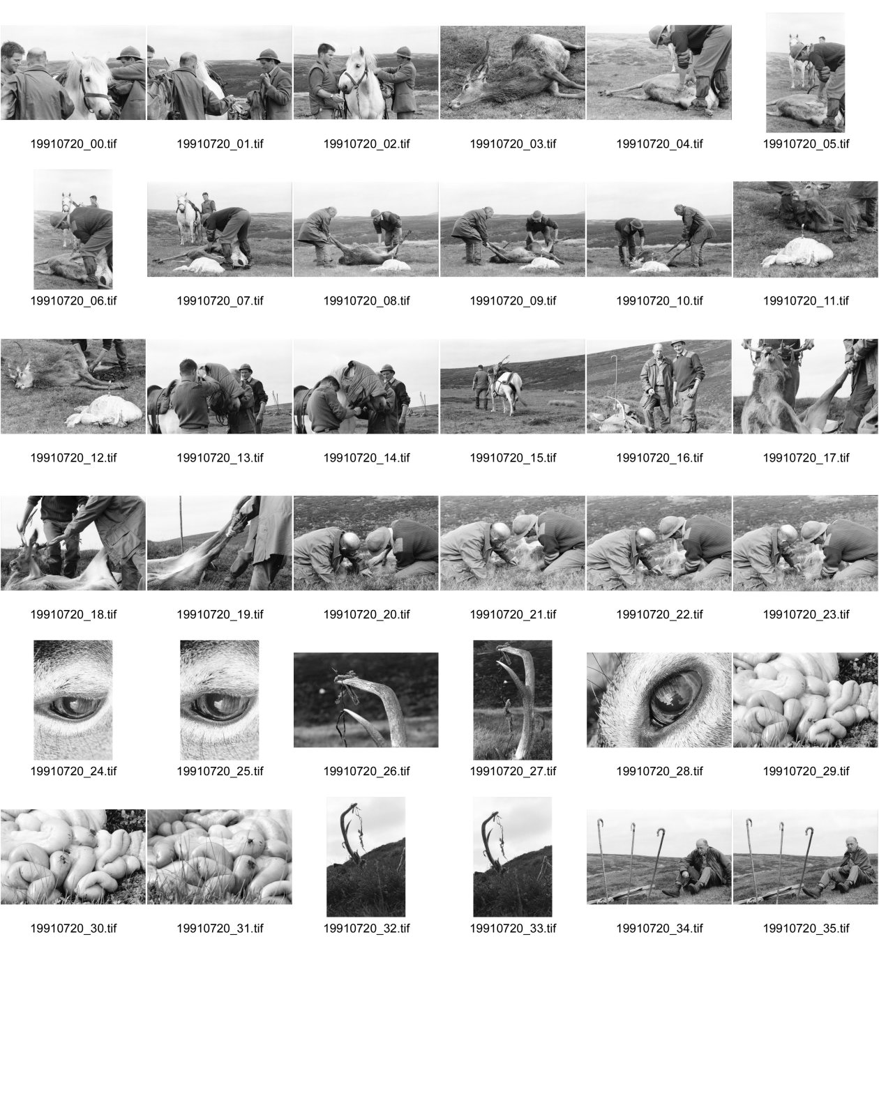 Image of sheet 19910720: Nach dem Schuss wird der Magen des Hirsch entfernt und liegen
 gelassen. Das Messer steckt im Magen. Das Pony wird mit dem toten
 Hirsch beladen. Seine Augen werden verdeckt. Die Männer ziehen
 den Körper weg. Portrait, Vital und Andy Smith.Der Einschuss wird
 kontrolliert. Ich fotografiere mich wie ich mich im Auge des
 toten Hirsch spiegle. Der Darm liegt mit Fliegen bedeckt im Gras. Am Horn hängt noch Fell. Vital Hauser. Scotland Schottland Kingussie 1991