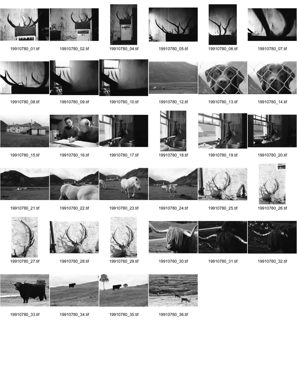 Image of sheet 19910780: frtsg. 910770 Der Hirsch Kopf wird ausgekocht.In einem grossen
 Gefäss auf dem Gas Herd. Daneben steht ein kleiner Wasserkocher.
 Irish Setter hinter Gitter im Käfig. Hund. Haus Gaick Lodge von
 hinten. Phillipe und Vital machen Buchhaltung. Eine Grouse hängt
 beim Geschirrbürstchen . Uebersicht auf Haus. Ponys Mein
 Hirschgeweih steht eingepackt bereit. Zur Reise. Europäische Bisons im Drive in Zoo bei Kingussie. Auch Hirsche. 
Kingussie Scotland.9.91
Deer hunting in Scotland Great Britain, 1991
Hirschjagd in Gaick Lodge, Schottland, Vereinigtes Königreich