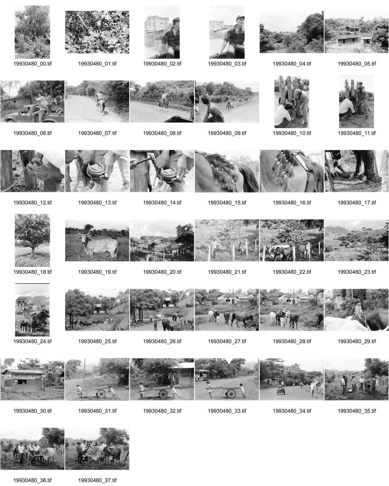 Image of sheet 19930480: Ausflug nach Pueblo Nuevo. Pferd kriegt neue Hufeisen. Beschlagung. Verziehrungen. Kühe und Rinder Kinder schleppen Karren. Gruppenbild. Polin Sergio Valdivia Salinas Bouanerge Juanita Tinoco und Riccardo vor Kuh. Rind Pantasma Jinotega Nicaragua 1993