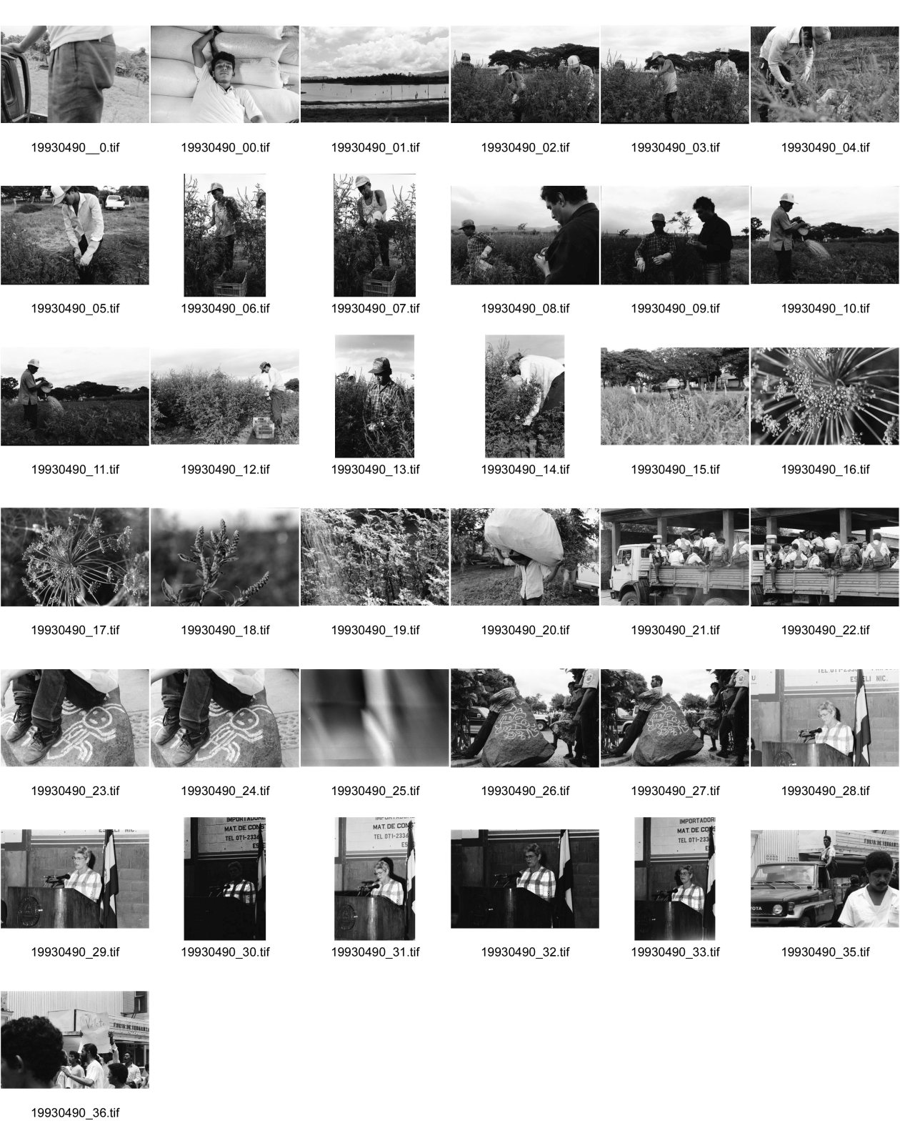 Image of sheet 19930490: Altamiz Ernte vom Centro in Sebaco. mit Ing. Ramon. Eneldo Anis. BED Militär Einheiten des Entwaffnungsbataillons. Leute belagern die Petroglyphen. Piedras Pintadas Präsidentin Staatspräsidentin Presidente Violetta Chamorro in Esteli. Nicaragua 1993 Heilmedizin traditionelle Health medicine