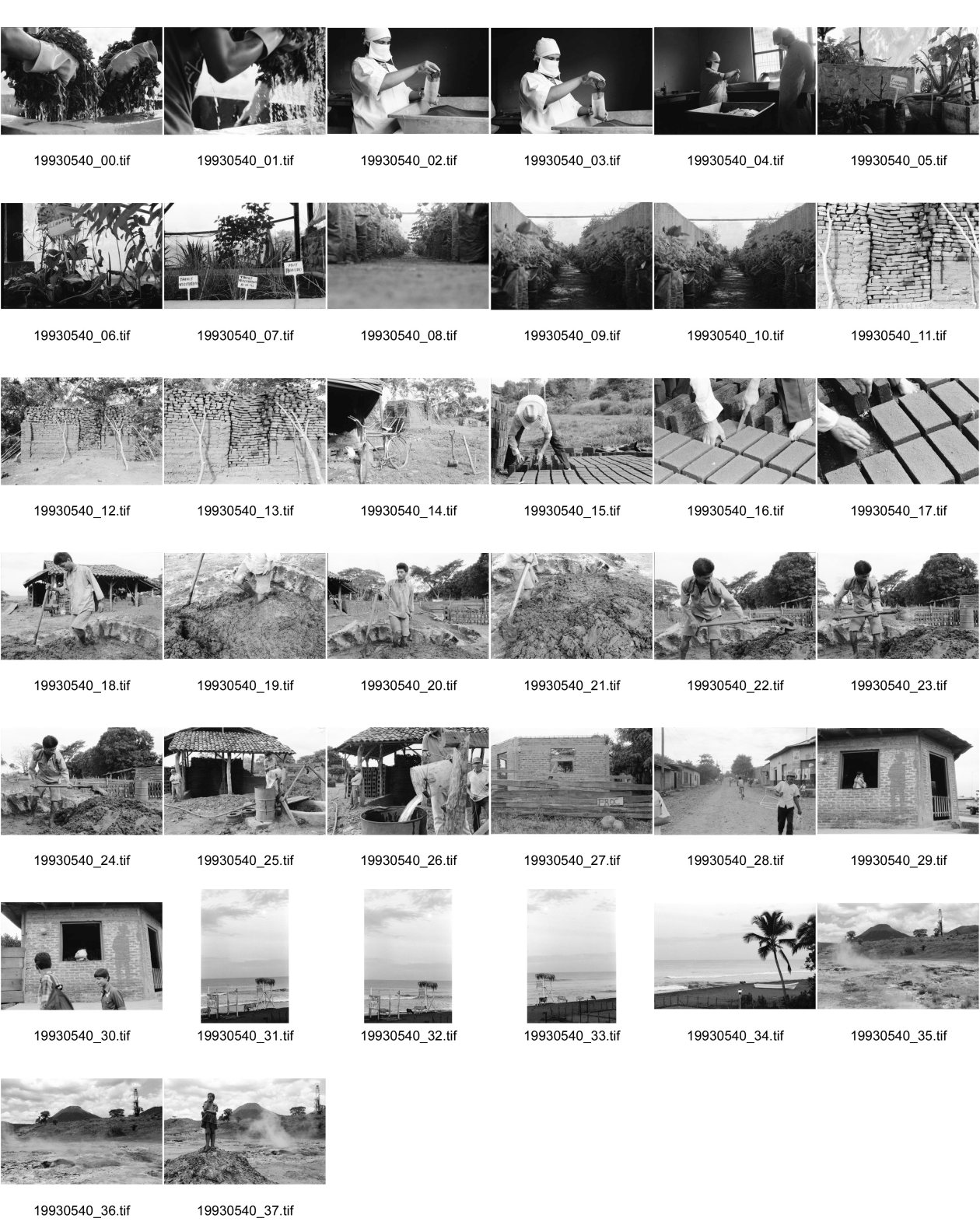 Image of sheet 19930540: Der frisch geerntete Altamiz wird in der Finca El Cortijo nach dem wägen gewaschen. Heilkräuter werden abgepackt. Im 'Vivero' werden Pflanzenanbauten getestet. Ziegelsteine werden auf altbewährte Art produziert und gebrannt. Der Mann muss stundenlang mit seinen blossen Füssen die Masse zerstampfen. Ein 'alter' Sandino. Vollmond am Meer. Kinder an den heissen Sulfatquellen bei San Jacinto. 1993 Esteli Nicaragua