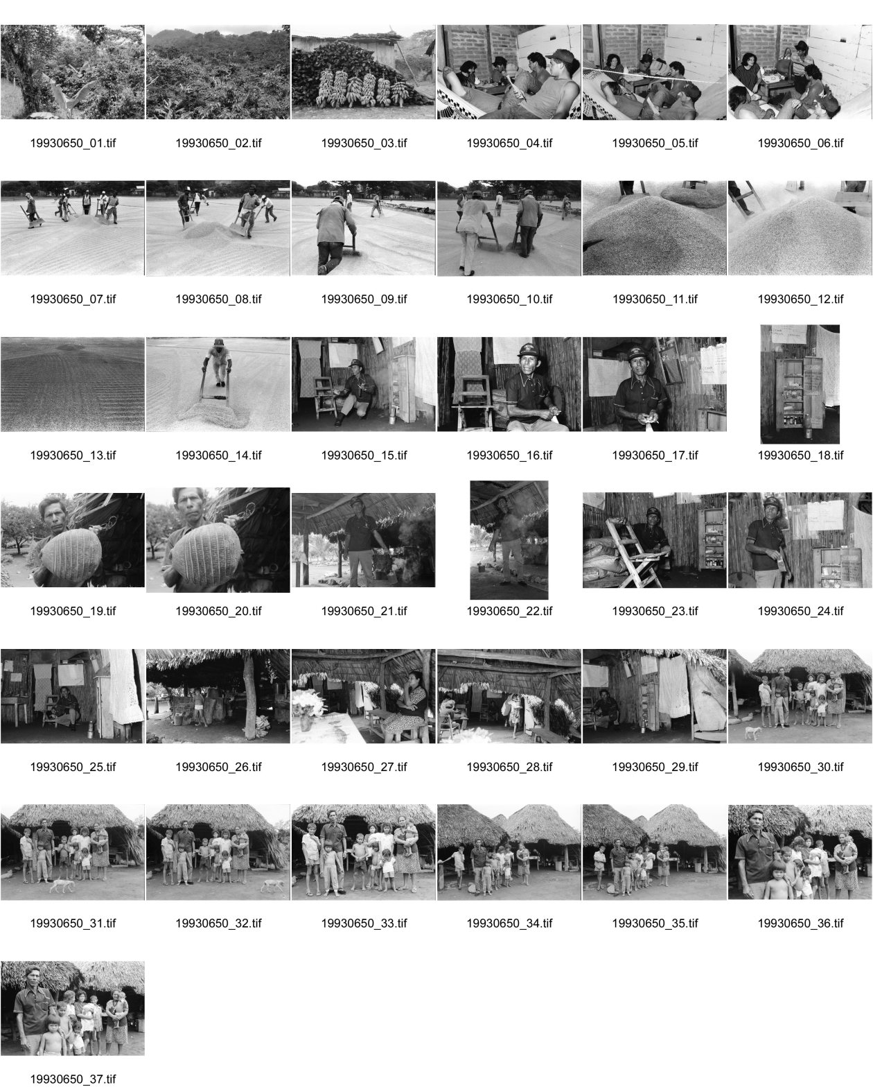 Image of sheet 19930650: Reis trocknen. Portrait mit Botequin Isnaya und Cusuco. Gürteltier. Don Guillermo Guerrero: - Colonia Narciso Zepeda. De la Texaco 2 cuadras al norte 75 varas al oeste. Casa de Cecilio Rodriguez. El Viejo, Chinandega. Nicaragua
 oder: - El Viejo- Frente al Cine SUSAN, Casa de Segundo Navarro.- Chinandega Nicaragua. Familien Bild vor seiner Hütte. Don Guillermo hat mit seiner Frau 28 Geburten gezeugt davon sind drei Zwillingspaare. Nicaragua 1993

traditional health care medicine natural ISNAYA Naturheilmedizin healing sobador