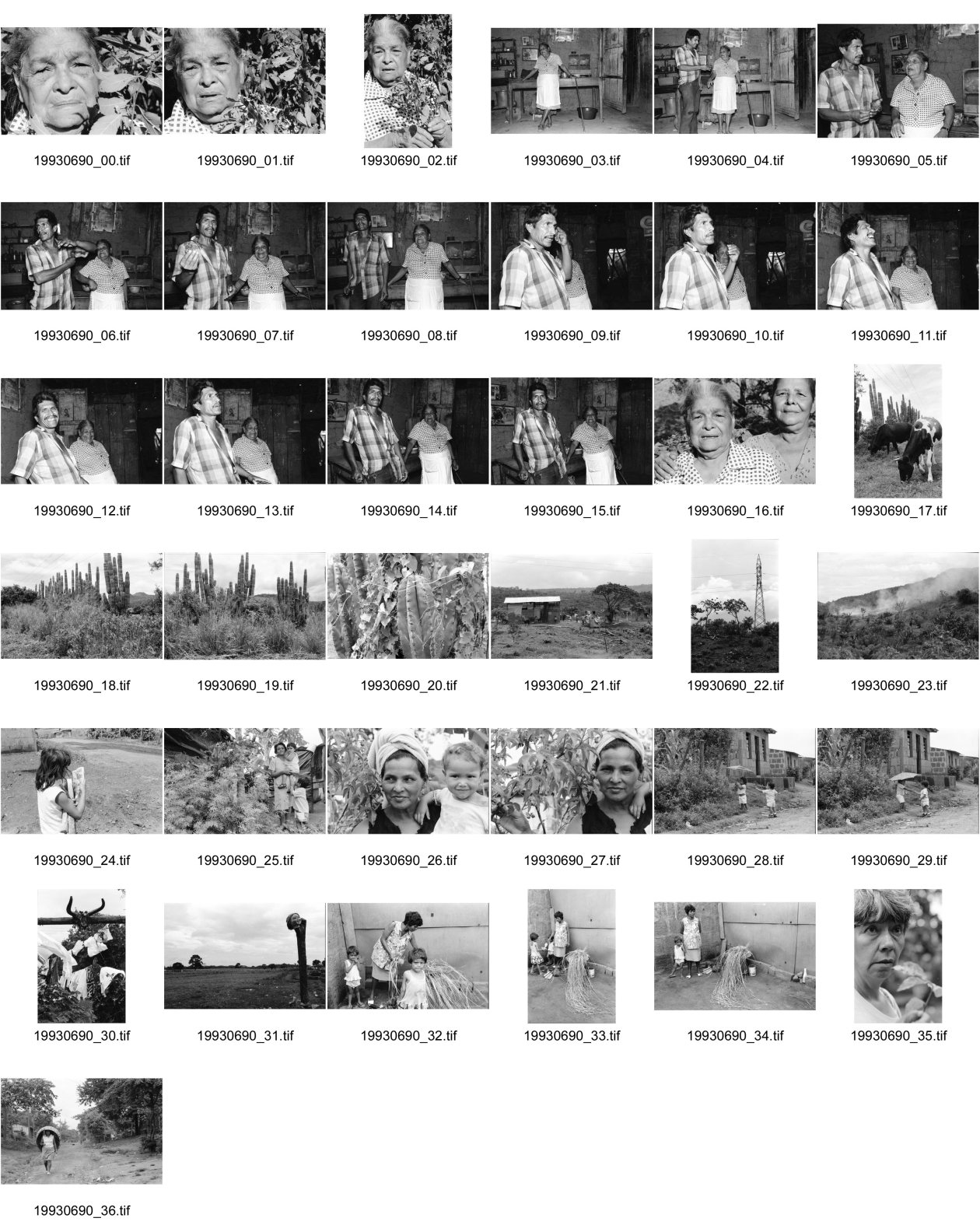 Image of sheet 19930690: Portrait Dona Genoveva Zamorra mit ihrem Mann und ihrer Tochter. Kühe vor Kaktus. Brandrodung Jinotepe Barrio Carlos Nunez mit den Schwestern Carmen und Maria Elena (Bild). Nicaragua 1993 traditionelle Heilmedizin Heilerin Healer Healing traditionel health medicine natural
