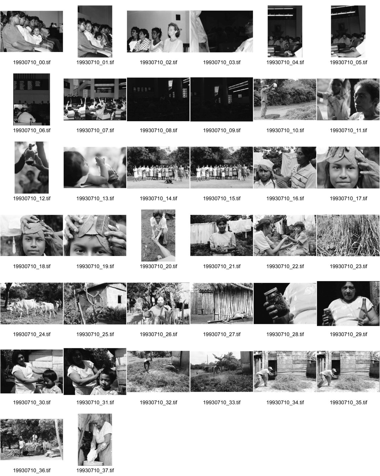 Image of sheet 19930710: Die Mütter und Frauen der FROC während der Amnestie Debatte in der Regierung Omar Cabezas und Dora Maria Tellez, Managua Nicaragua 1993
Frauen organisieren sich und arbeiten mit traditioneller Heilmedizin unter Anleitung von Nonnen. eingemachte Ruta graveolens Ruda Blätter gegen Kopfweh Rinder herde Massage Sobadora Gruppenbild mit Frauen  Bäuerinnen Gewinnung von Bohnen. Portrait Mann zerschlägt Bohnensträucher zur Gewinnung der getrockneteten Bohnen. San José de Masatepe