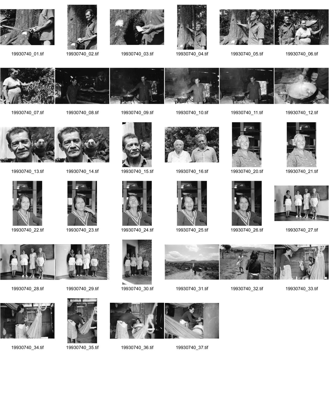Image of sheet 19930740: frtsg. 930730 Don Angel hackt ein Stück Mango - Baumrinde für therapeutische Zwecke ab. Er kocht sie aus und benützt sie als Lösung gegen geschwollene Glieder. Portrait. Don Andrés und Schwester. Dona Esther Mairena Mairena, 66. Von La Concordia. 1oo Geburten. Fünf Söhne Nr. 20. Dona Maria, Hebamme in Esteli. Voller Name: Edubige Maria Guttierez Davila, 55. Nicht verheiratet. Nr. 22 Gruppenbild der Hebammen mit Schürzen Ausbildung. Ausbildungsmaterial Doña Maria bei der Arbeit mit Sandra Jarquin Calero , 18. Barrio Lindavista Esteli Nicaragua 1993