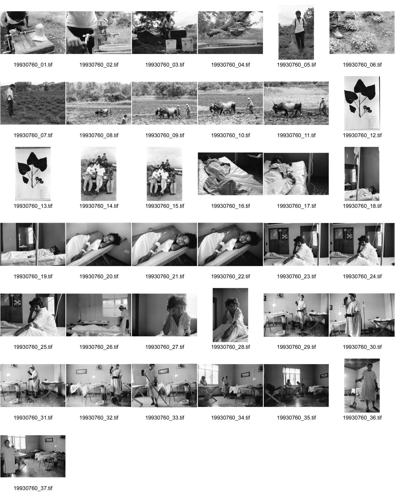 Image of sheet 19930760: Herstellung von biologischem Insektizid mit Knoblauchsaft. Mann sprüht die Pflanzen. Ochsenpflug auf Acker. Pflanze aus Herbarium. Gruppenbild Pantasma. Repro. Cholera Patientinnen im Centro de Salud in Pueblo Nuevo. Mit Tinoco, José Ramon Tercero. Nr. 23 Rosario Hernandez, 18.