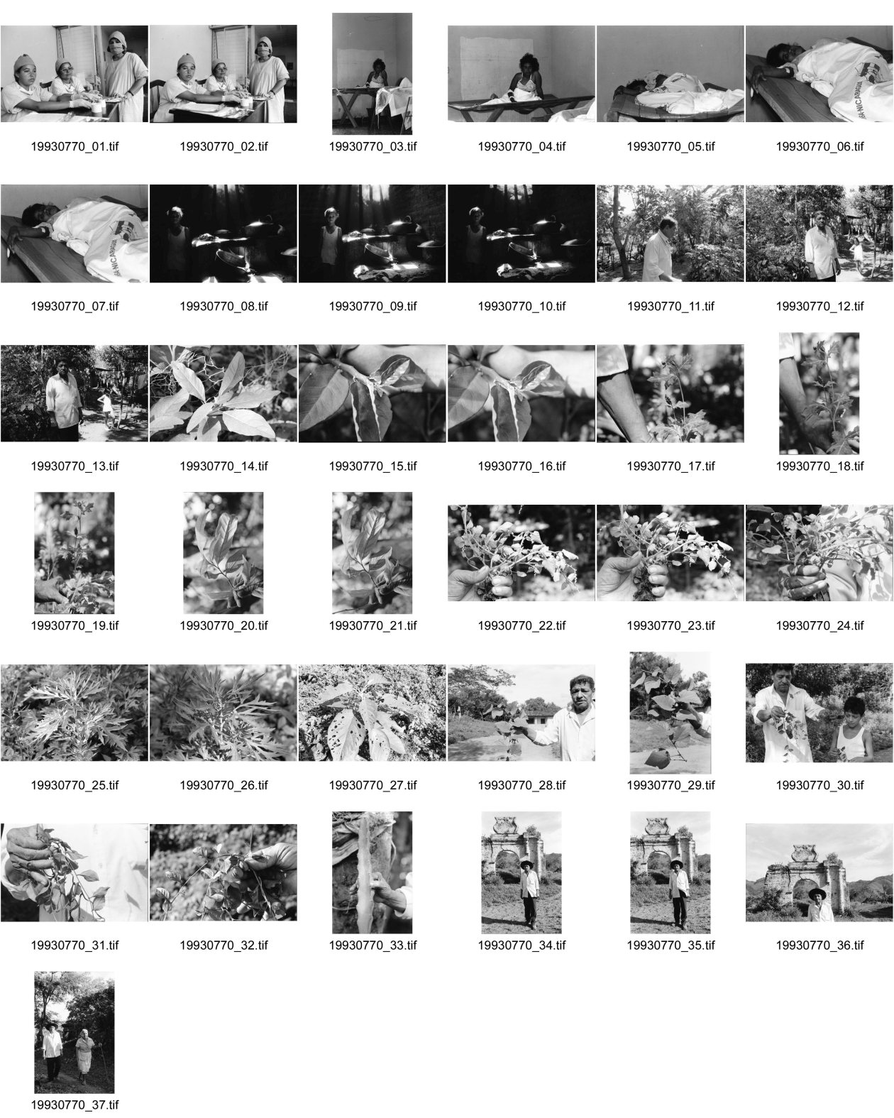 Image of sheet 19930770: frtsg. 930760 Cholera Patientinnen. zu Hause bei Juan Alberto Benavidez. Heiler. Er zeigt mir die Pflanzen die im Veterinär Medizinischen Bereich benützbar sind.mit Hut vor altem Tor. ?mit Dona Genoveva Zamorra. Tinoco assistiert.
