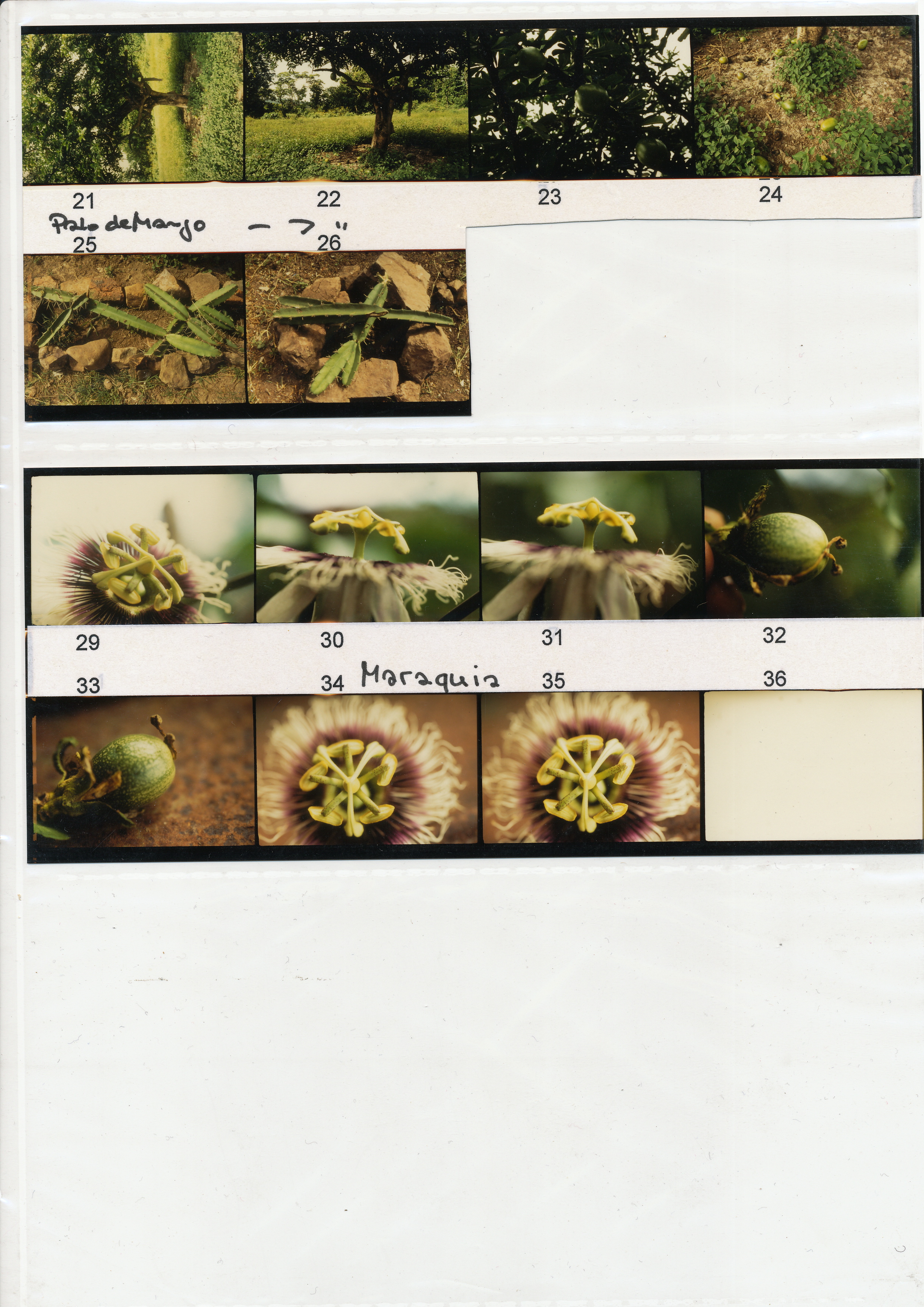Image of sheet 19930900: TEIL 2 NEG NR. 21-35
Naturheilmedizin Pflanzen Bäume Baum Mango Palo de Nicaragua Las Segovias Maraquia Blüte Kaktus Früchte 
1993