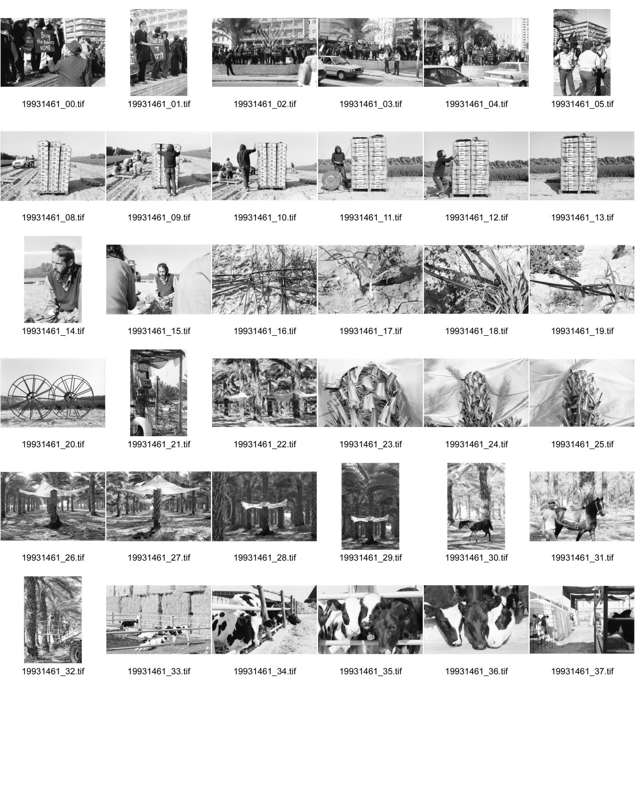 Image of sheet 19931461: Woman in Black Jerusalem 
Kibbutz Samar Zwiebelproduktion in der Wüste. Wasserleitungen im Sand. Dattelpalmen mit Netzen zum Auffangen der Datteln. Mann mit Pferd. Kühe vom Kibbutz. Israel 1993