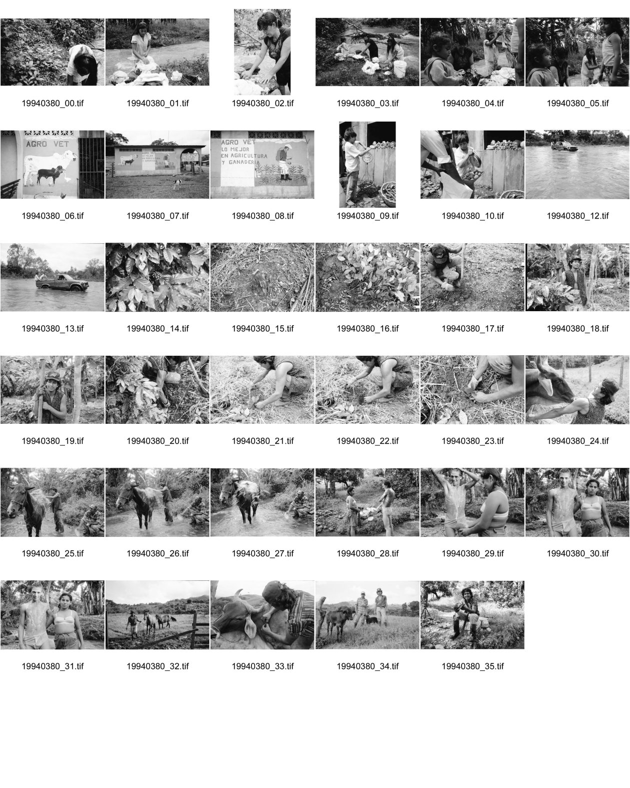 Image of sheet 19940380: Wäsche waschen Vicky und Felicitas Meiling und Yaosca. Junge wiegt Kartoffeln. Mural für Veterinär produkte. Jeep durchquert Fluss. Kaffeepflanzen junge Polin beim anpflanzen. Pferde waschen im Bach. Junges Paar beim täglichen Bade im Fluss eingeseift mit Seife. Sie im BH er in Unterhose, Polin und Pferde. Portrait.

Nicaragua 1994