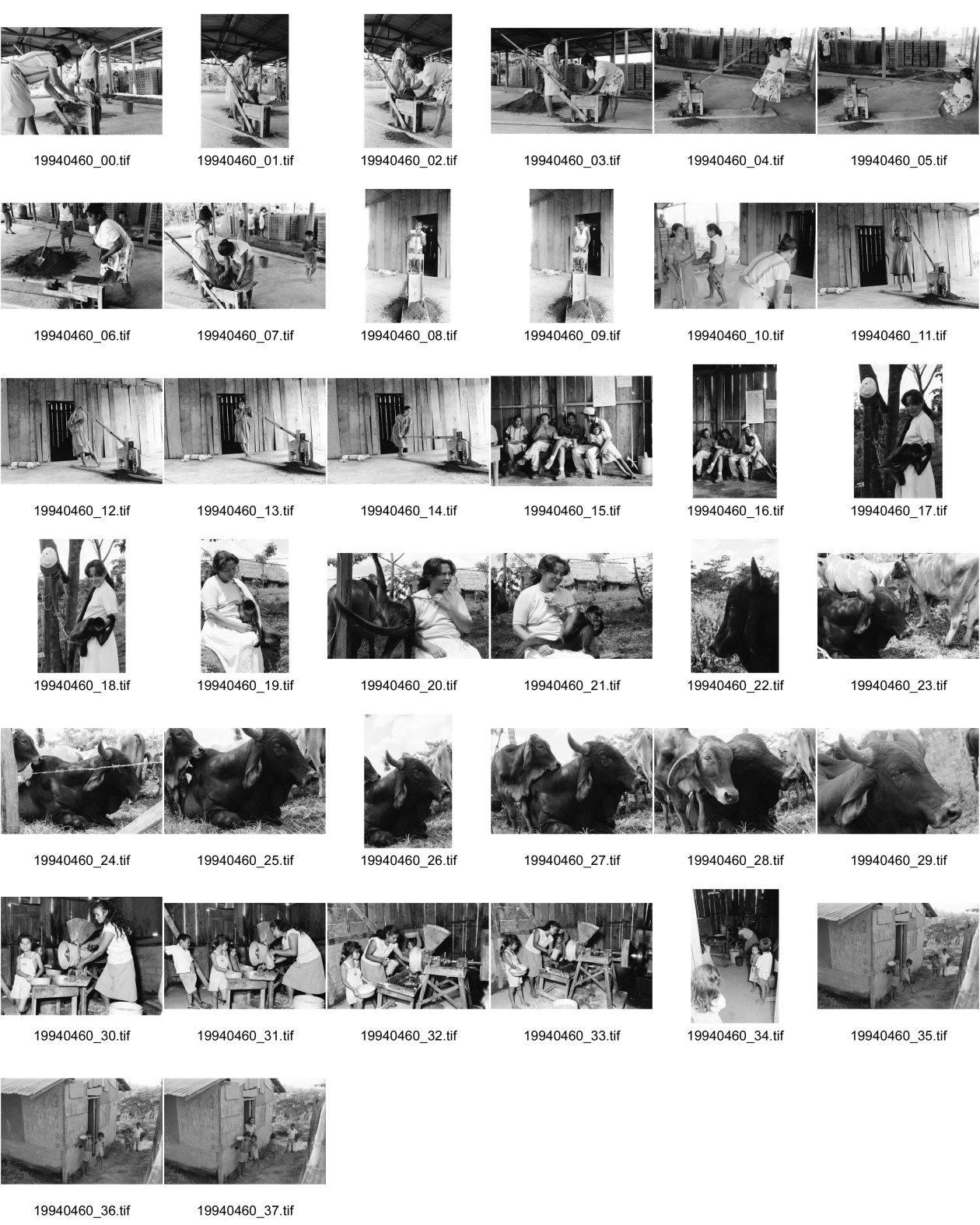 Image of sheet 19940460: Im Taller de Bloques der Frauenkooperative Maria Luisa Ortiz werden Blöcke mit Sand und Zement angefertigt. Mit einer Presse werden von Hand die Blöcke gepresst. Im Wahllokal umgemodeltes Privathaus sitzt Noel Dorothe und Gretel mit einem kleinen Mädchen. Gretel und Monica die Aeffin. Der Stier hat eine Freundin. Frau an der Maismühle mit Kinder. Nicaragua 1994