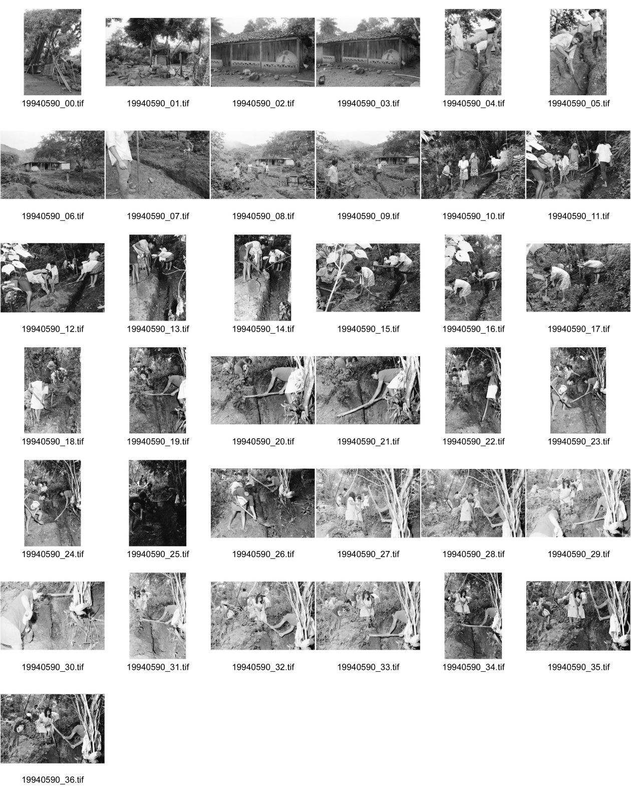 Image of sheet 19940590: frtsg. 940580 Wasserleitungen COSUDE und Inaa Frauen arbeiten mit Schaufeln und Hacken. Haus mit trad. Backofen. Rohre an Baum. Nicaragua 1994
Die Frauen des Dorfes 'El Penasco' arbeiten freiwillig (unterstützt mit Schweizer Finanzierungen aus der Entwicklungshilfe DEZA COSUDE) an der Wasserleitung mit. Farming Farmer cows women woman work micro credit agriculture water