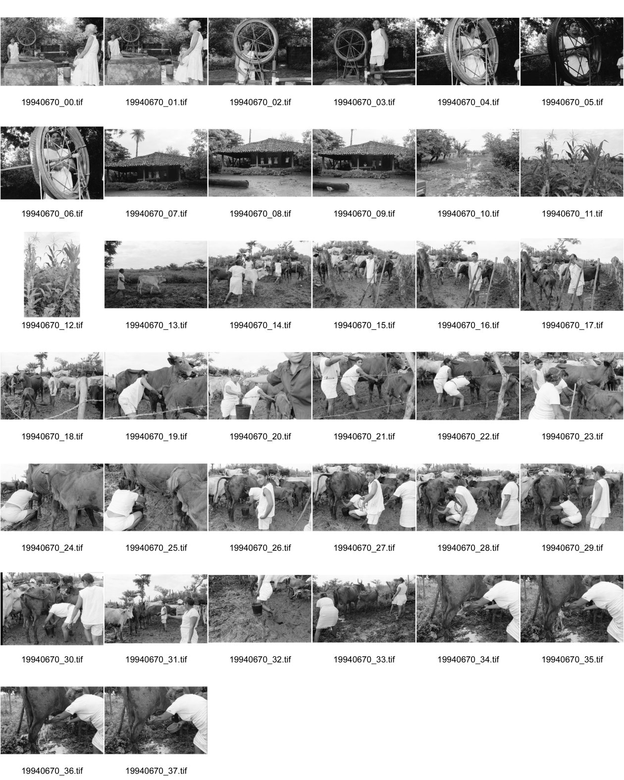 Image of sheet 19940670: Teofila Gomez Meza an der Bomba de Mecate, einem Brunnensystem das von Chinorte COSUDE gesponsert wird. Schnur oder Seil brunnen. altes typisches Bauernhaus mit Ziegeldach. Teofila mit ihren Frauen aus der Kooperative. Es sind 7 Frauen und jede hat 2 Kühe. Heute melken alle Frauen ihre eigenen Kühe. Sie stehen knöcheltief im Kuhdreck.

Teofila mit ihren Frauen aus der Kooperative. Es sind sieben Frauen und jede hat zwei Kühe. Heute melken alle Frauen ihre eigenen Kühe. Sie stehen knöcheltief im Kuhdreck. Mist cattle cows Milk cooperative Nicaragua 1994 √
Mujeres de la cooperativa «Juan XXIII».
La Olota (Villanueva), Dpto. de Chinandega, 1994
Women of the Juan XXIII Cooperative.
La Olota (Villanueva), Dep. Chinandega, 1994
