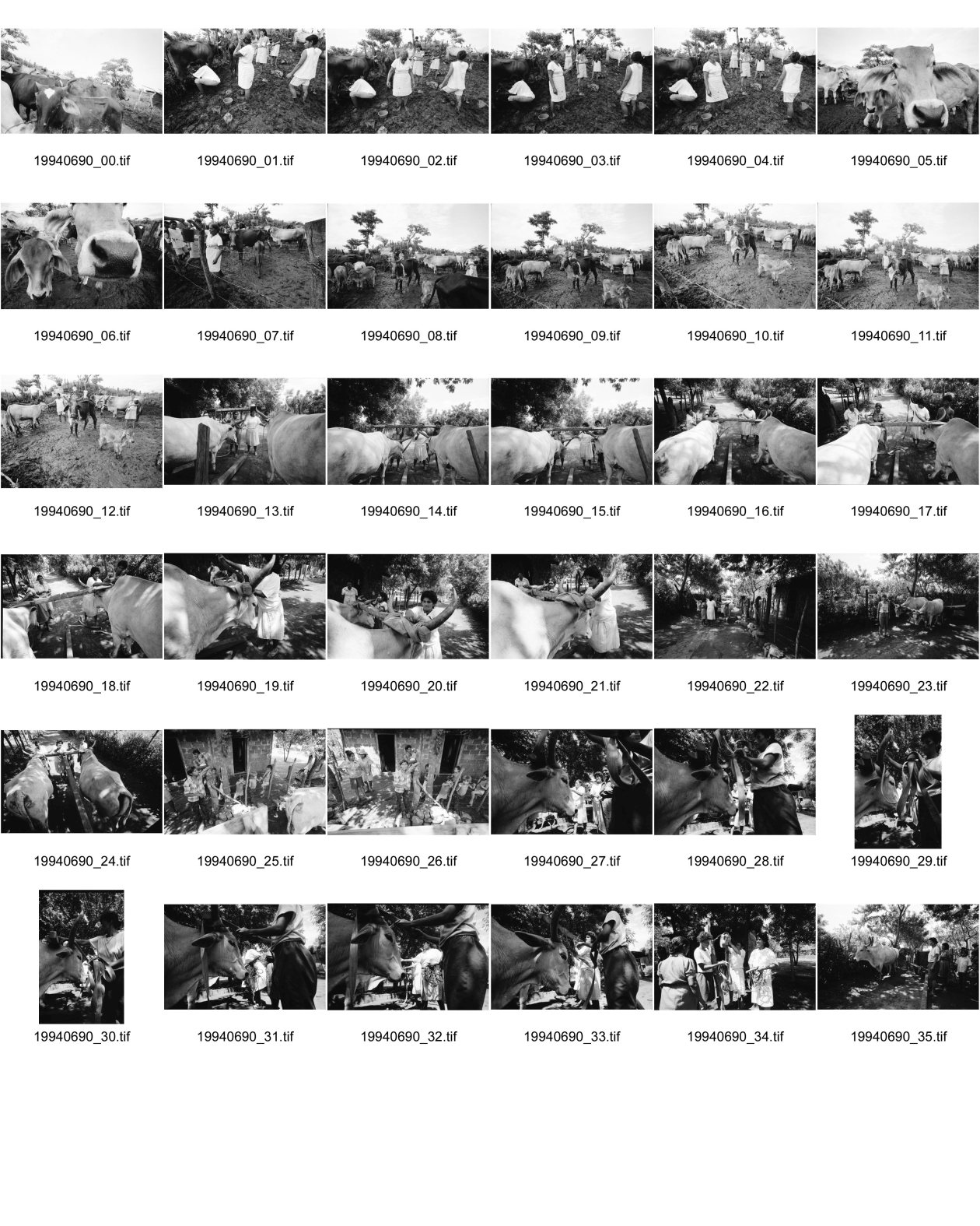 Image of sheet 19940690: Die Frauen der Kooperative Juan 23. Milchprojekt mit Kühen neun Frauen. Quote im Monat ist 76 US $ Ueberschuss 86 $.Ochsengespann mit Esperanza Rivera in Cayanlipe. Ochsen 

Farming Farmer cows women woman work micro credit agriculture cattle Nicaragua 1994
