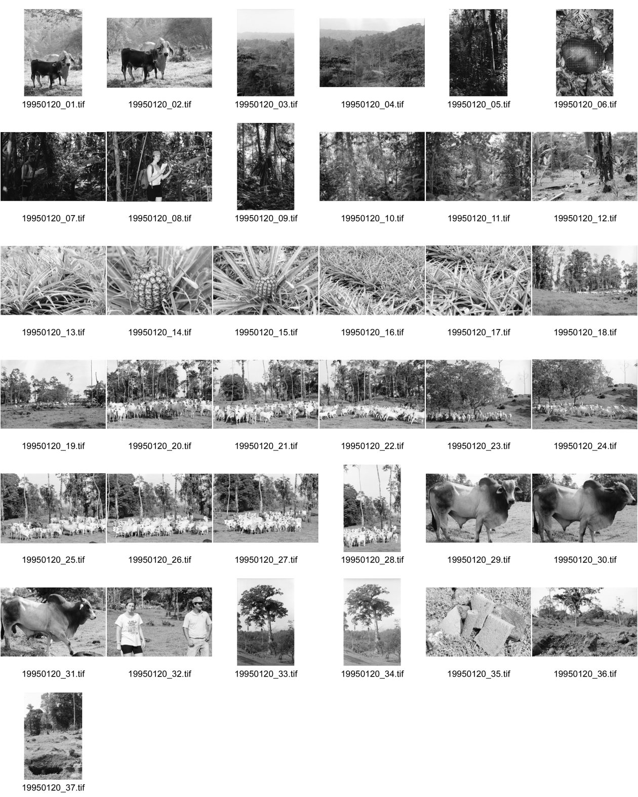 Image of sheet 19950120: Stier mit Kuh Uebersicht auf Regenwald 'Bosque lluvioso' bei Rio Costa Rica. Holzplatte Cora Schibli als Touristin im Wald Luftwurzelbaum Ananas Rinderherde. Stier Cora und (Peon) Luis der Finca verdient im Monat 30000 Colones. 1000 pro Tag. minus 9% Kasse Chef bezahlt 25 % an die KK. Baumpreis/Holz pro pulgada 7000 Colones ganzer Baum 40'000 Colones  170 Colones =1 $ in 22 Jahren ca 6 Mio Col. (rund 23ooo $) herausgewirtschaftet grosser Baum 50 meter hoch (Jabillo ?). 32 und 33. Jade und Gold grab wurde ausgeraubt. letztes Jahr 400 Bäume gefällt.