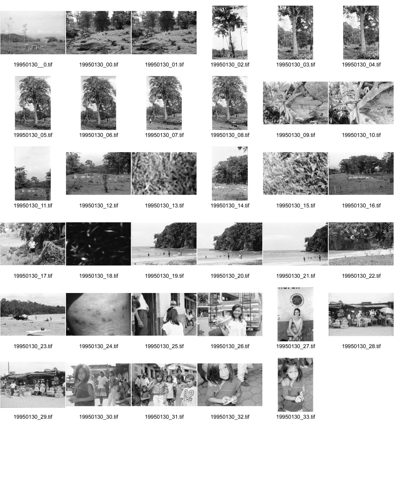 Image of sheet 19950130: Viehwirtschaft abgerodetes Land 50m hoher Baum Jabillo ? Cora steht unter dem Baum.und neben Wurzeln. 40000 Col. wert pro pulgada 7000 Col. Baumstrunck
Punta Uva Strand Sand Leute baden Atlantikküste Costa Rica. Insektenstiche auf Oberschenkel. Cora. Nicaragua Esteli Mädchen verkaufen an Bushaltestelle. Cora vor Polizeiwache. Portrait Mädchen. Markt Nicaragua 1995