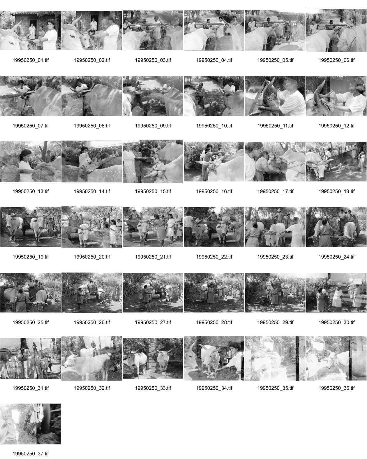 Image of sheet 19950250: Zwei Welten auf einem Bild

Olivia Heussler und Linda Herzog kauften zusammen Schwarz-weiss Kleinbild Negativ Filme (35mm). Aus versehen mischte sich unter die unbelichteten Filme, einer, den Olivia Heussler für ihre Arbeit in «Frauenprojekte» (für DEZA) bereits in Nicaragua belichtet hatte. Linda Herzog fotografierte auf denselben Film Freundinnen beim Haareschneiden in einer besetzten Villa und Strassen in Zürich.

Doppelbelichtung Nicaragua und Schweiz Frauen bei der Arbeit und beim schminken in einem besetzten Haus an de Goldküste
women in Nicaragua and Switzerland doble exposure
© 1995, OLIVIA HEUSSLER / Linda Herzog www.clic.li