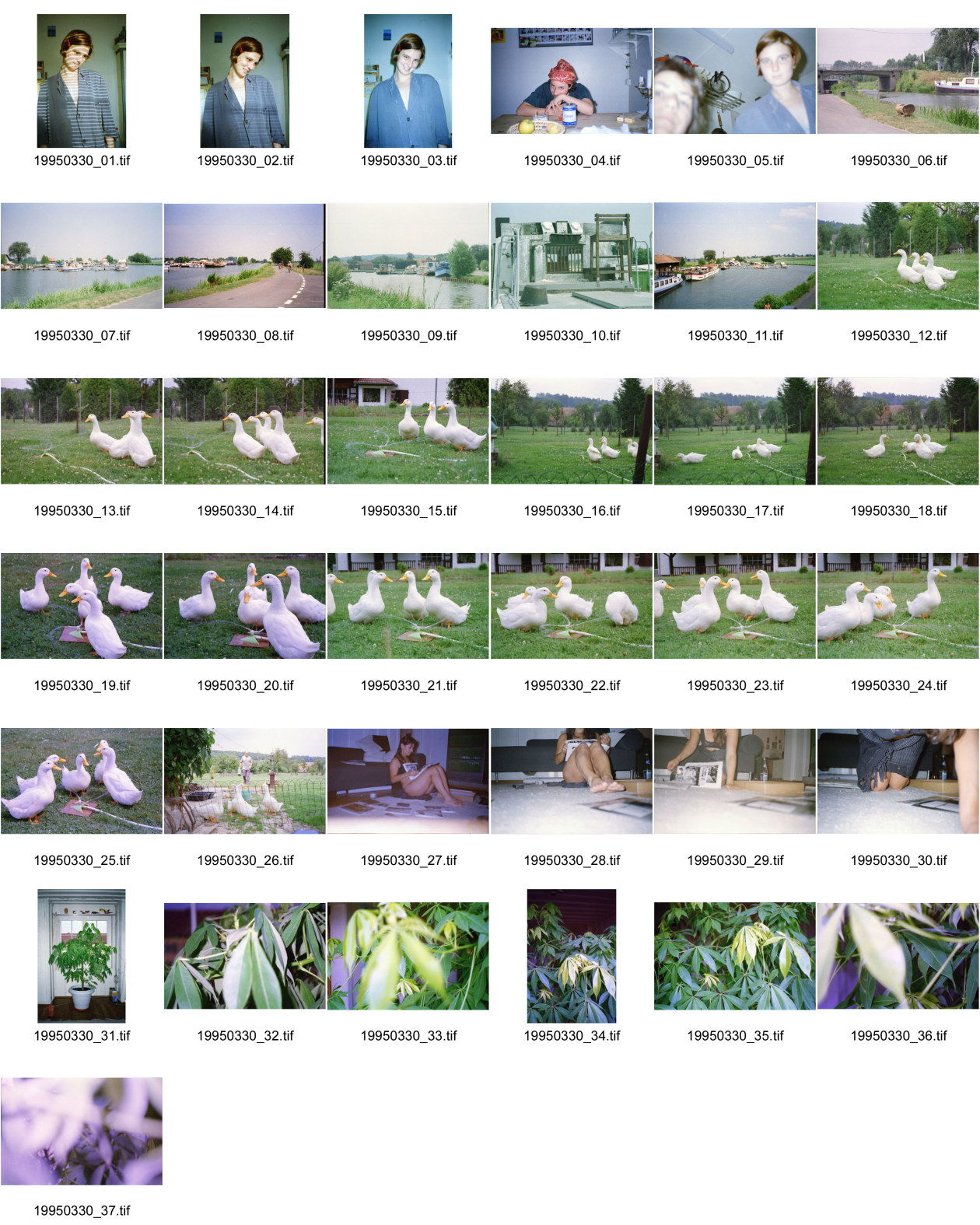 Image of sheet 19950330: Meine Ceiba in der Stube im Erismannhof. Ich selbstauslöser bei einer Projektarbeit auf dem Boden halbnackt. Percy Die Enten meines Vaters beim Duschen in Elbach. Rhone-Rheinkanal Hafen im Elsass. Linda Herzog und Lea Schaltenbrand in der Küche. Zürich
Plants Leaves Animals