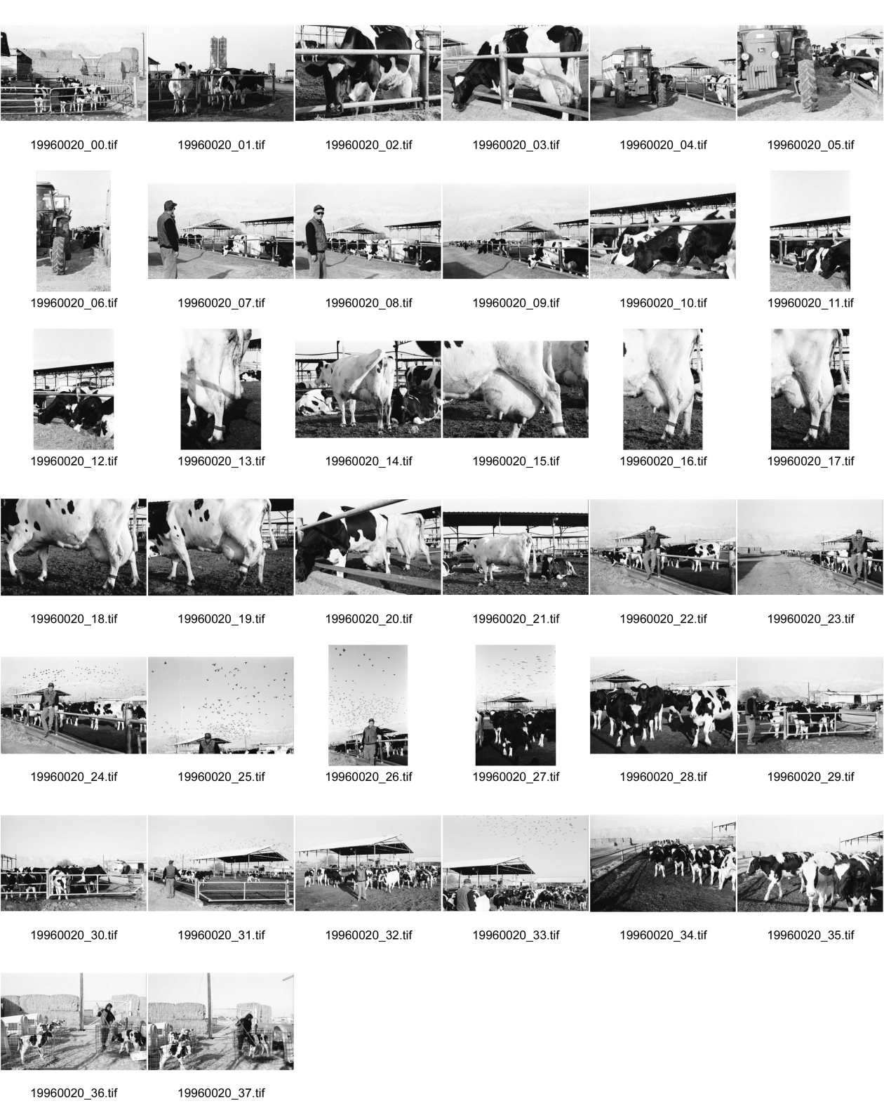 Image of sheet 19960020: Kibbutz Samar Milchproduktion Füttern der Tiere mit Traktor Jossi vor Kühen Euter Jossi und Tauben. Junge Frau am misten der Kälber im Käfig
Israel 1996
Samar (Hebrew: סָמָר) is a kibbutz in the Arabah valley in the far south of Israel. Located near Eilat, it falls under the jurisdiction of Hevel Eilot Regional Counci

A kibbutz (Hebrew: קִבּוּץ / קיבוץ, lit. "gathering, clustering"; plural kibbutzim) is a collective community in Israel that was traditionally based on agriculture. Today, farming has been partly supplanted by other economic branches, including industrial plants and high-tech enterprises.[1] Kibbutzim began as utopian communities, a combination of socialism and Zionism. In recent decades, some kibbutzim have been privatized and changes have been made in the communal lifestyle. A member of a kibbutz is called a kibbutznik (Hebrew: קִבּוּצְנִיק).