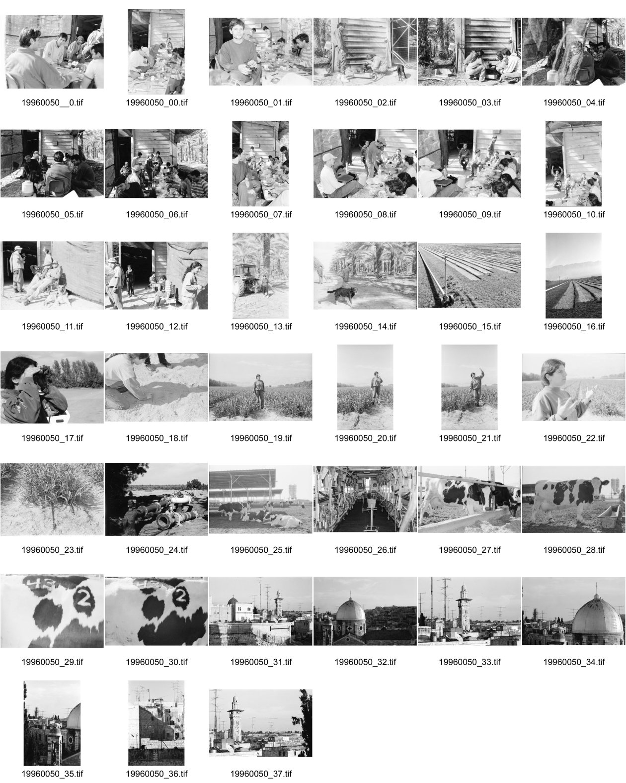 Image of sheet 19960050: Samar Kibbutz Junge Dattel palmen Arbeiter beim Mittagsessen Grasnarben in der Wüste Samar produziert Garten Gras in den Norden. Deganit mit Feldstecher schaut nach Jordanien Pumpwasserstation für die Bewässerung der Wüste Kuh Melk station Nummer 2 steht auf dem Kuhrücken 
Jerusalem Altstadt Übersicht vom Austrian Hospiz aus Via Dolorosa Israel 1996

Samar (Hebrew: סָמָר) is a kibbutz in the Arabah valley in the far south of Israel. Located near Eilat, it falls under the jurisdiction of Hevel Eilot Regional Council

A kibbutz (Hebrew: קִבּוּץ / קיבוץ, lit. "gathering, clustering"; plural kibbutzim) is a collective community in Israel that was traditionally based on agriculture. Today, farming has been partly supplanted by other economic branches, including industrial plants and high-tech enterprises.[1] Kibbutzim began as utopian communities, a combination of socialism and Zionism. In recent decades, some kibbutzim have been privatized and changes have been made in the communal lifestyle. A member of a kibbutz is called a kibbutznik (Hebrew: קִבּוּצְנִיק).