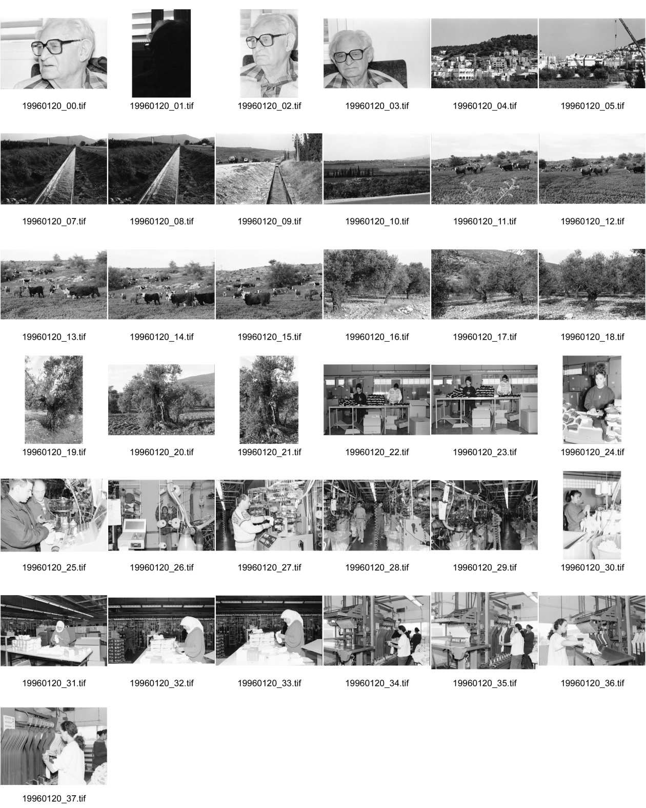 Image of sheet 19960120: Dan Maas Portrait arabische Stadt in IsraelWasserkanal Landwirtschaft Kuhherde auf Weide Olivenbäume alte In der  Sockenfabrick arbeiten PalästinenserInnen (in Kibbutz) Israel Palestine 1996

Its fruit, also called the olive, is of major agricultural importance in the Mediterranean region as the source of olive oil. The tree and its fruit give its name to the plant family, which also includes species such as lilacs, jasmine, Forsythia and the true ash trees (Fraxinus). The word derives from Latin olīva which is cognate with the Greek ἐλαία (elaía) ultimately from Mycenaean Greek e-ra-wa ("elaiva"), attested in Linear B syllabic script. The word "oil" in multiple languages ultimately derives from the name of this tree and its fruit.

Eine Palästinenserin arbeitet in der Sockenfabrik des Kibbutz Yasuur.Israel 01.96
1996 √
A Palestinian woman works in the sock factory. work woman

Yas'ur (Hebrew: יַסְעוּר, lit. petrel) is a kibbutz in northern Israel. Located east of Acre in the Western Galilee, it falls under the jurisdiction of Mateh Asher Regional Council. In 2006 it had a population of 287.

The kibbutz was established in 1949 by immigrants from England and Hungary who were members of the Zionist Socialist youth movement Hashomer Hatzair