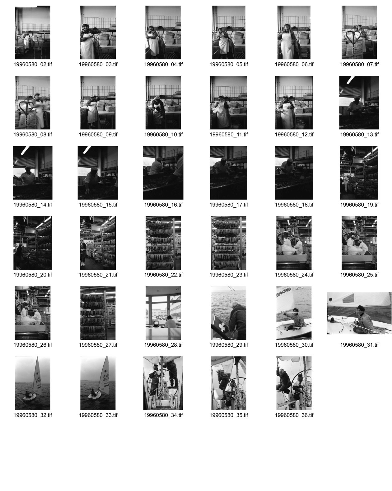 Image of sheet 19960580: Frau Vogt, Elbach, grenzgänger arbeiten in der Metzgerei Bell in Basel Würste Wienerli Schinken Arbeit Arbeitsplatz Fleisch Schweinefleisch Ausschnitt Schichtwechsel Smuv
Sport Segeln Laser Regatta Bodensee