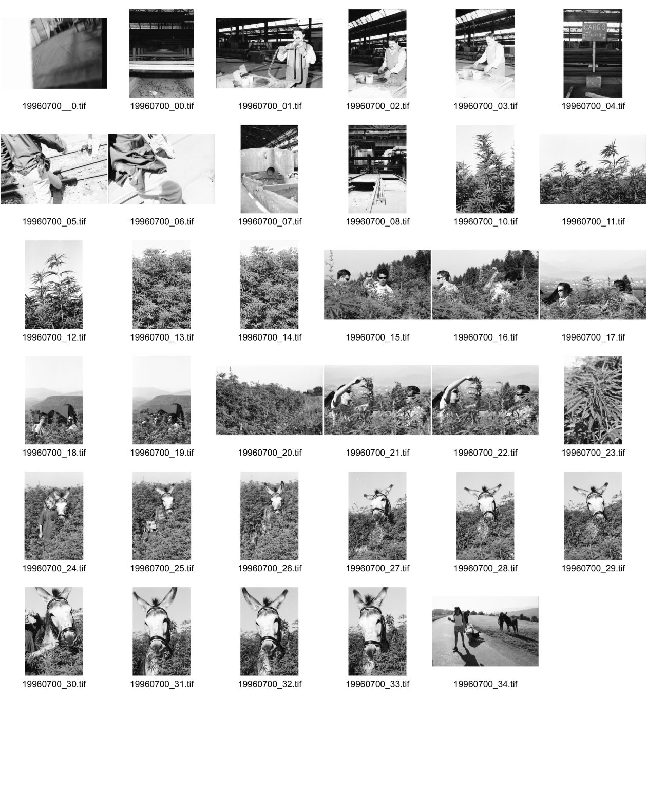 Image of sheet 19960700: frtsg. Bodio Monteforno abbau der Stahlabrik Cannabis Marihuana Feld Anbau Esel im Kanton Zürich
 Marihuana ohne tdc Hanf hemp schweiz Switzerland