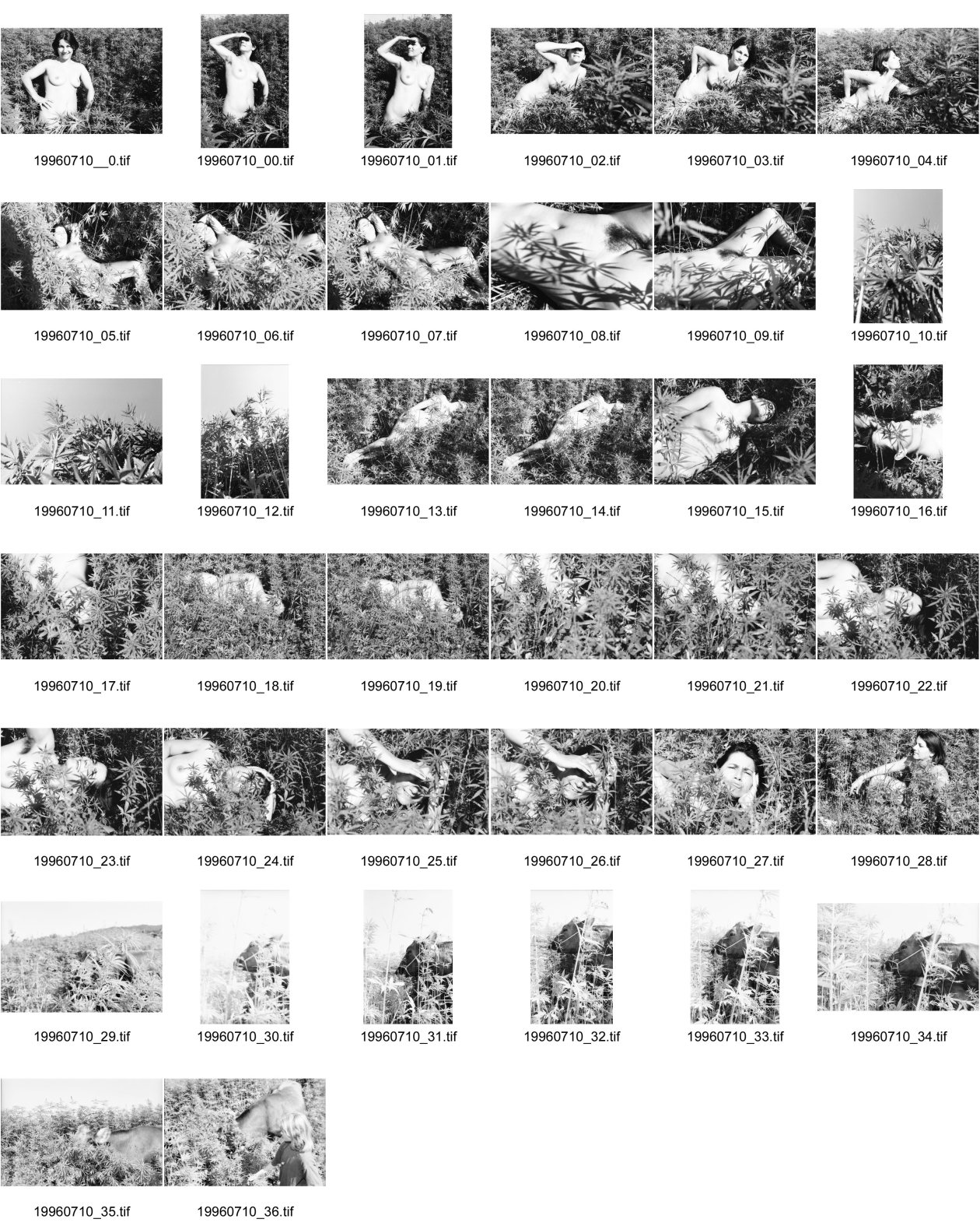 Image of sheet 19960710: 1-28Bilder von  Christine Munz Modell Olivia. Im Cannabisfeldnackt. 29-36 Kuh im Feld. von O.H.