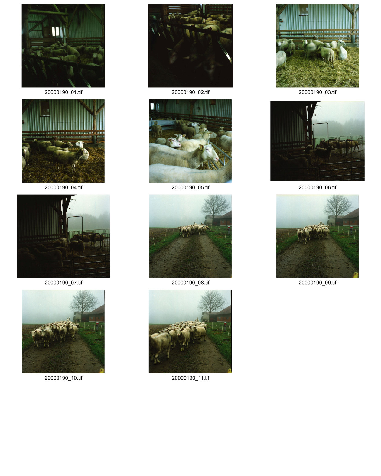 Image of sheet 20000190: Schafzucht mit Lama Herde Biofleisch Bauernhof Landwirtschaft Schafe