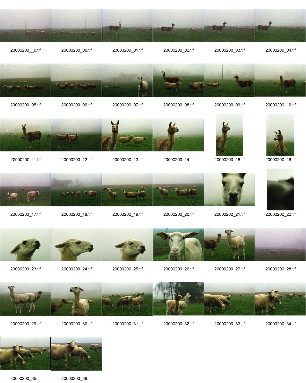 Image of sheet 20000200: Schafzucht mit Lama Herde Biofleisch Bauernhof Landwirtschaft Schafe