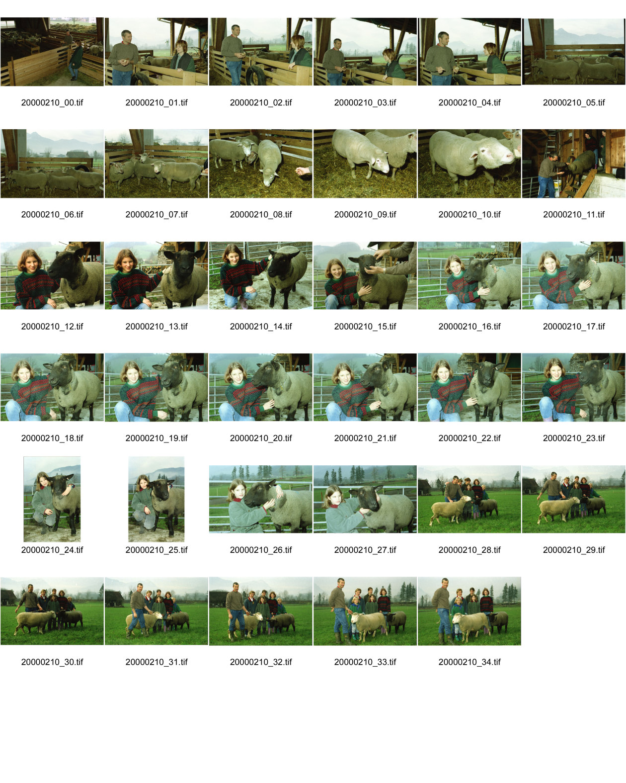Image of sheet 20000210: Schafzucht mit  Herde Biofleisch Bauernhof Landwirtschaft Schafe