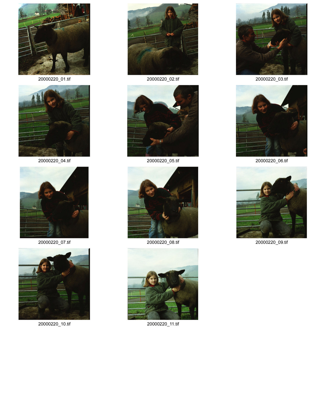 Image of sheet 20000220: Schafzucht mit Biofleisch Bauernhof Landwirtschaft Schafe und Mädchen Kind