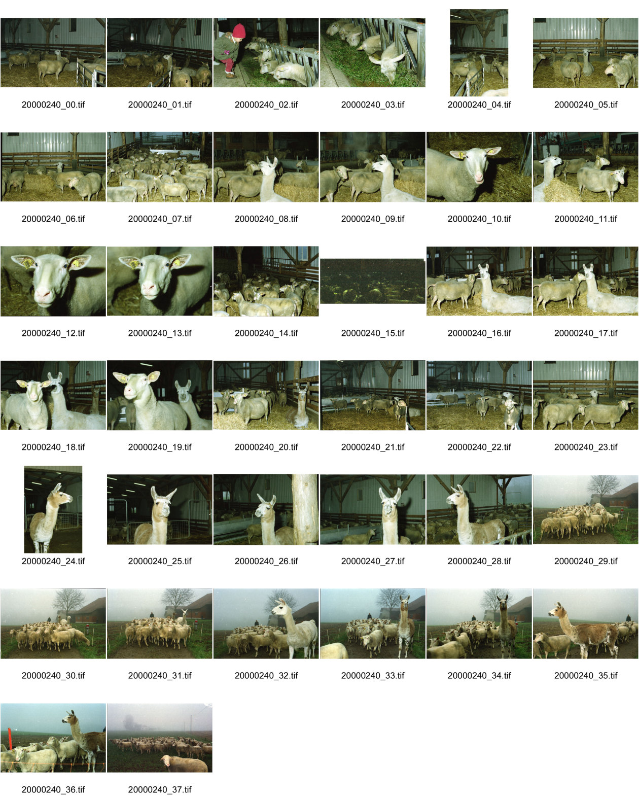 Image of sheet 20000240: Schafzucht mit Biofleisch Bauernhof Landwirtschaft Schafe und Mädchen Kind Alis Heussler mit Schafen Lama in der Herde