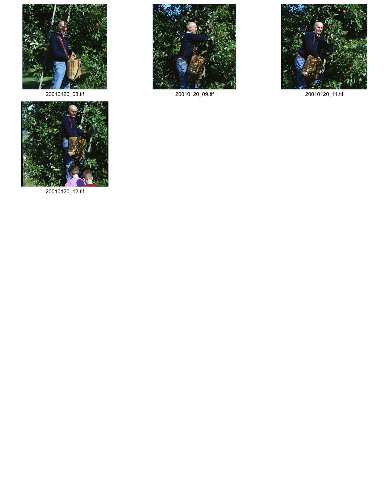 Image of sheet 20010120: Apfel pflücken Bauer Obst Baum
