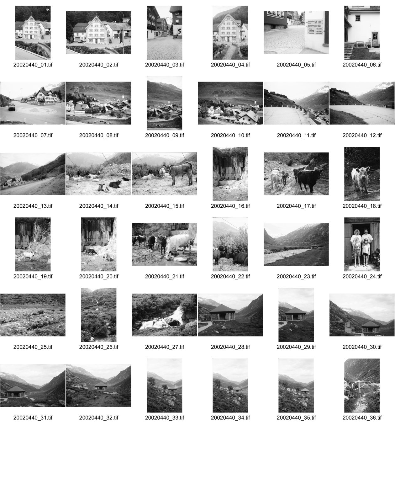 Image of sheet 20020440: Die Gemeinde Hospental liegt im Süden Uris im Urserental zwischen Andermatt und Realp am Zusammenfluss von Furka- und Gotthardreuss. Die Gemeinde besteht ausschliesslich aus dem gleichnamigen Strassendorf und der früheren Walsersiedlung Zumdorf, die zur Zeit (2009) von vier Personen ganzjährig bewohnt wird.
Gotthard Hospental alte Gotthardpassstrasse Betonplatten Steinbruch Serpentin 
Chämleten oberhalb Hospental
Kuh Kühe und Rinder vor Tagesabbruch Steinbruch Sicht auf Andermatt ins Urserental Landwirt Ludwig Müller und Familie vor der Alphütte auf dem Gamsboden Luftfilter Gotthard Strassentunnel Abluft Frischluft Drehtüre
Kanton Uri, Schweiz Switzerland

aus: Gotthard, das Hindernis verbindet.