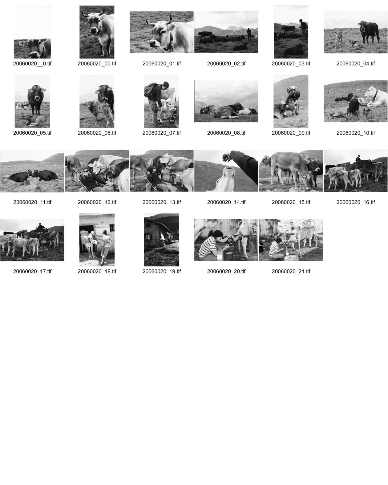 Image of sheet 20060020: Leben auf der Alp mit Rind und Kalb, Neaza Graubünden, 2006.
Hirt mit krankem Rind. Hufe werden kontrolliert.