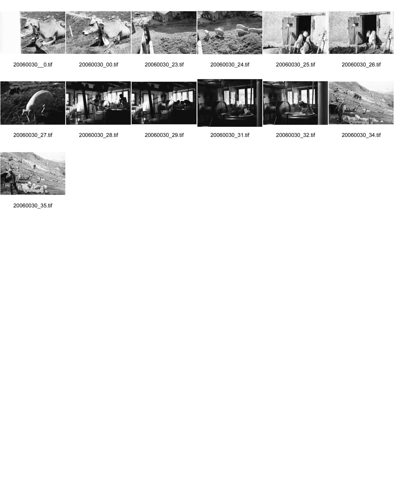 Image of sheet 20060030: Leben auf der Alp mit Schwein und Rind, Schweiz 2006.
Käsen auf der Neaza. Schweine werden gefüttert.